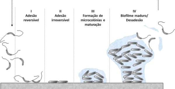 Figura 1.9 - Representação esquemática das várias etapas de desenvolvimento de um biofilme