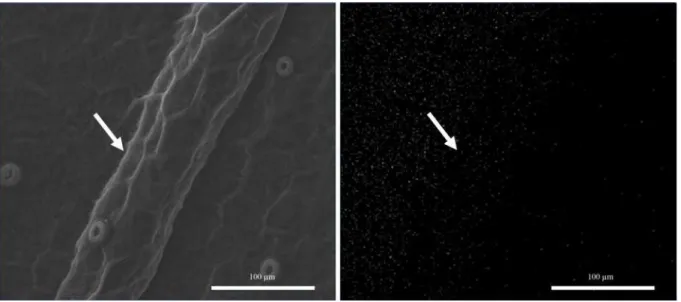 Figure  4. Scanning electron micrographs of the Cattleya forbesii leaf epidermis, subcultivated in vitro without addition  of Si