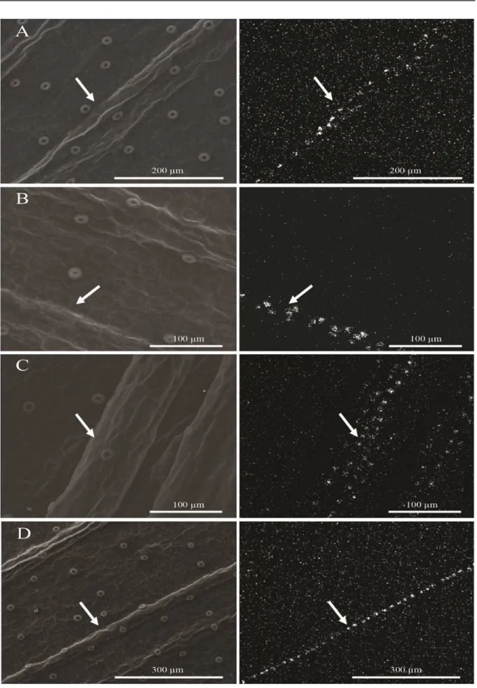 Figure  5. Scanning electron micrographs of the Cattleya forbesii  leaf epidermis, subcultivated in vitro and submitted to  Si concentrations of 0.5 g·L −1  (A); 1.0 g·L −1  (B); 1.5 g·L −1  (C) and 2.0 g·L −1  (D)