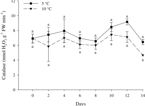 Figure  6. Catalase activity in roots of yam minimally processed stored at 5 ( ) e  10 ± 2 °C ( ) for 0, 2, 4, 6, 8, 10, 12 and 14 days