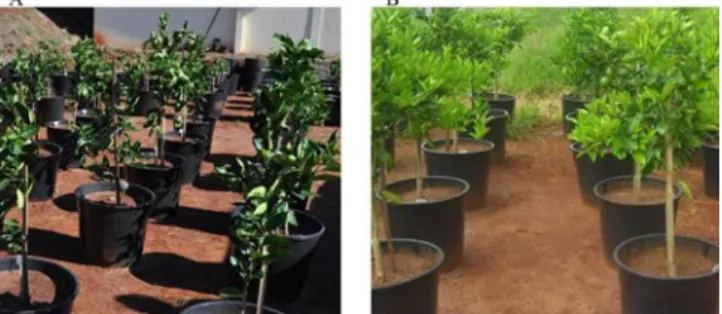 Figure  3.  Valencia  orange  plants  90  days  after  the  first  application  of  the  chemical  treatments  (A)  and  after  195  days  (B) at the end of the experimental period