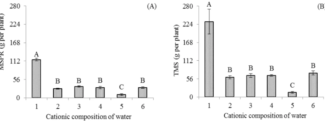 Figure 3.  Mass of seeds of the primary raceme – MSPR (A) and total mass of seeds – TMS (B) of castor bean, as a function  of irrigation with water  of different cationic composition and saline level