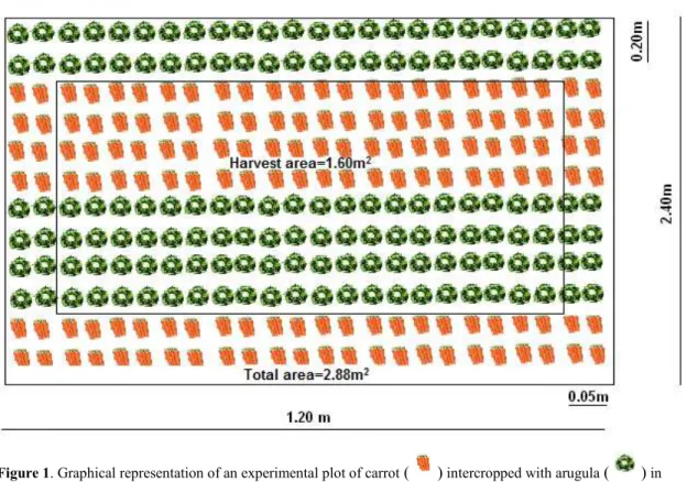 Figure 1. Graphical representation of an experimental plot of carrot  ( )  intercropped with arugula  ( )  in  strips