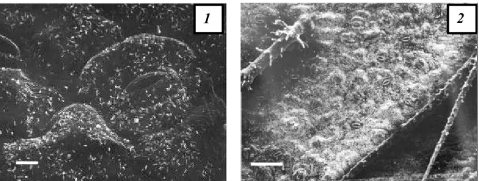 Figura 4 - Superfície foliar da face abaxial (1) e da adaxial (2) de Alternanthera tenella