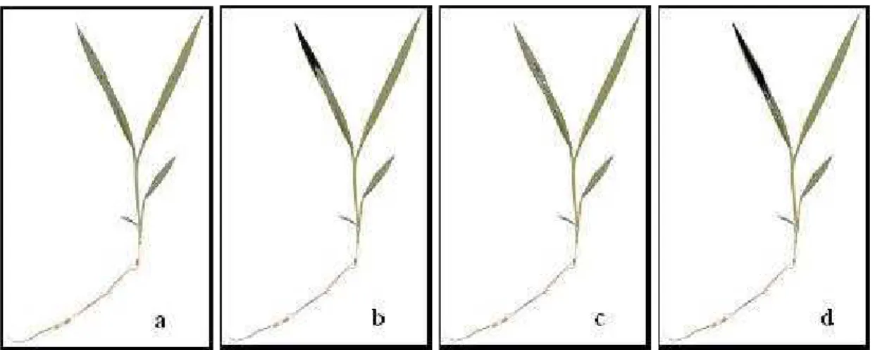 Tabela 2 - Translocação do herbicida diuron nas espécies Digitaria ciliaris  (suscetível) e D