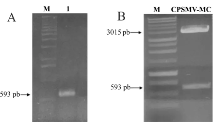 Figure 3 - Molecular studies with the Cowpea severe mosaic virus  CPSMV-MC strain purified from cowpea