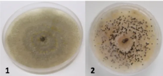 Figura 7. 1- Placa de Petri com B. dothidea; 2- Placa de Petri com P. vitícola. 