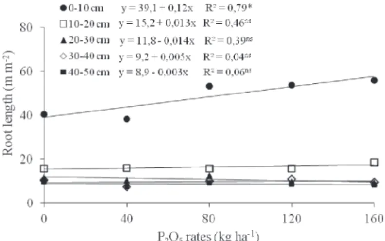 Figure 2. P content in leaves (a) and yield (b) of corn in response to P rates applied to an Oxisol under long-term no-till system