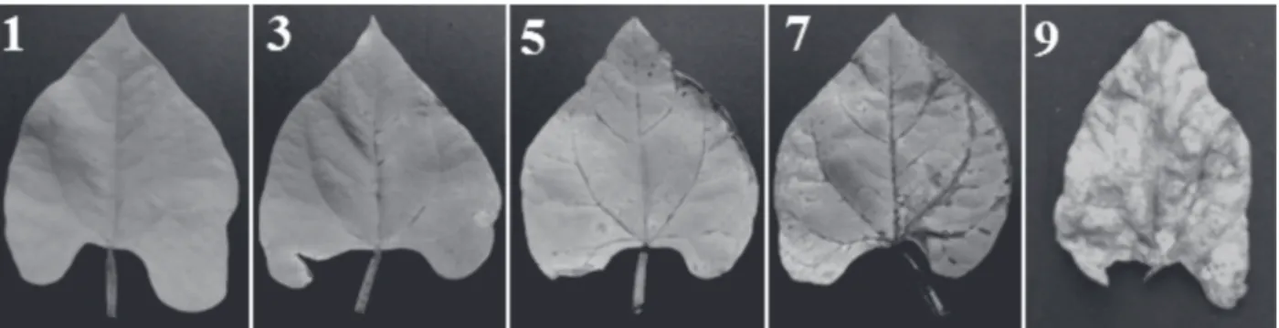 Figure 1. Diagrammatic scale of anthracnose severity in detached primary leaves of common bean based on the score scale modified from Pastor-Corrales (1992).