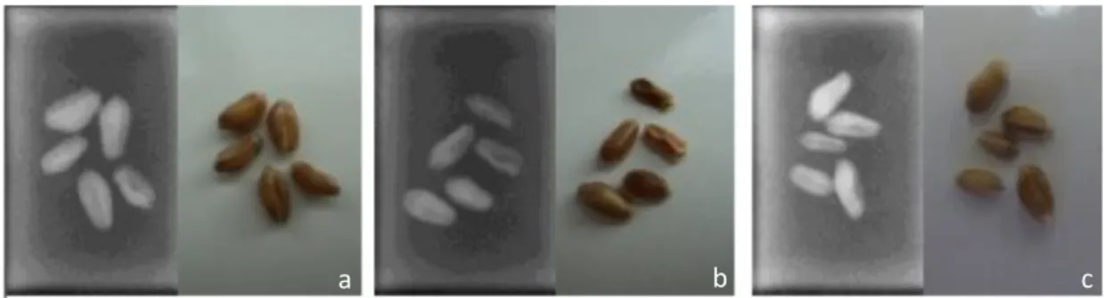 Figure 4. Digital radiographic and photographic images of wheat caryopsis. a.  Filled caryopsis; b