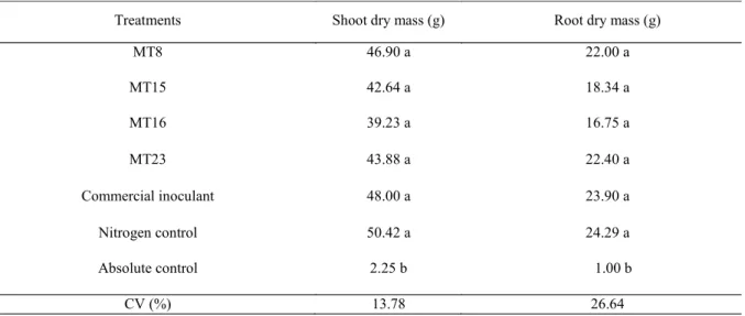 Table  4.  Pigeon  pea plant  shoot  and  root  dry  masses  as  a  function of  inoculation  with  Rhizobium  strains  isolated  from    cowpea.