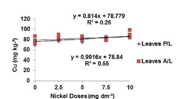 Figure 4. Copper concentrations in leaves relative to nickel doses in the presence (P/L) and absence of liming (A/L).