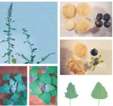 Tabela 1 - Características fenotípicas em Chenopodium quinoa e C. album relativas a folha, inflorescência e fruto (semente)