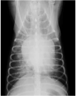 Figura  6  -  Radiografia  de  tórax,  projeção  ventrodorsal. Presença de padrão alveolar  compatível com edema pulmonar