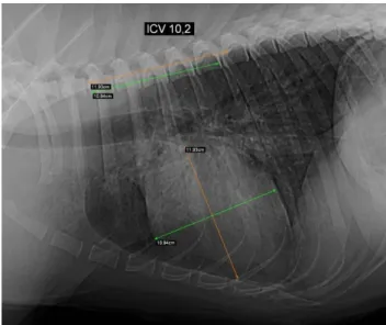 Figura  3.  Radiografia  torácica  de  um  canídeo  com  índice  cardíaco  vertebral.  Projeção  latero-lateral direita em que se observa um VHS normal (retas verdes e laranja)