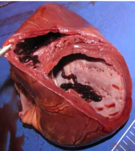 Figura  8.  Imagem  post  mortem  do  coração  de  um  cão  com  cardiomiopatia  dilatada,  com  paredes  ventriculares finas