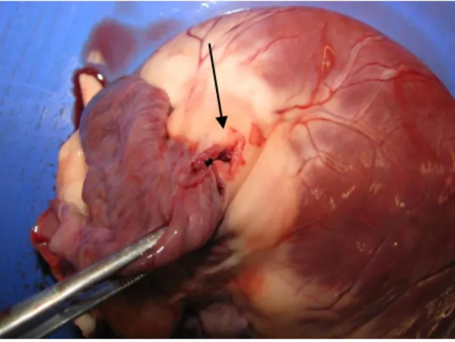 Figura  9.  Imagem  post  mortem  do  coração  de  um  cão  com  rutura  atrial  (seta)  consequente  de  Cardiomiopatia dilatada grave
