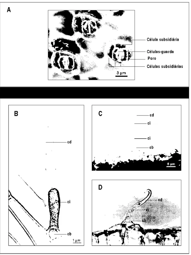Figura 1 - Detalhes da epiderme de trapoeraba, em que A – estômato (microscopia de contraste de fase); B – pêlo secretor;