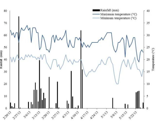 Figure  1. Rainfall (mm), maximum and minimum temperature ( o C) data during the experiment conduction period about  selectivity of post - emergence herbicides to showy crotalaria.