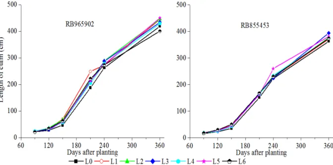 Figure  2.  Average  culm  length  (cm)  of  sugarcane  varieties  RB855453  and  RB965902,  subjected  to  different  irrigation   levels in the region of Penápolis  -  SP, from May 2010 to May 2011