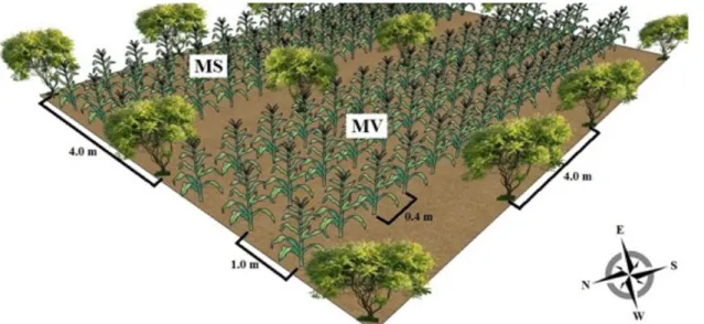 Figure  1. Schematic representation of a plot with corn intercropped with an arboreal species (MS = corn plants evaluated  for grain yield; MV = corn plants evaluated for green ear yield)