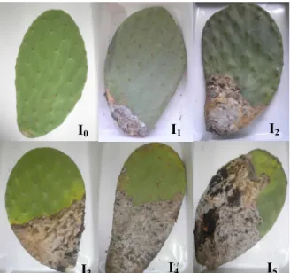 Figure  1. Degrees of intensity of squamous rot in cladodes of prickly pear: I 0 , no squamous rot; I 1 , 10% squamous rot; I 2 ,  11  to  25%  squamous  rot;  I 3   26  to  50%  squamous  rot;  I 4 ,  51-75%  squamous  rot;  I 5 ,  over  75%  squamous  ro