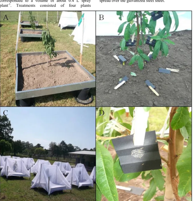 Figure 1. Details of semi - field bioassay with larvae of Chrysoperla externa. (A) Protective barrier composed of galvanized  steel sheet around peach plant; (B) Distribution of bait - cards with eggs of Anagasta kuehniella for larval capture; (C) Plant  c