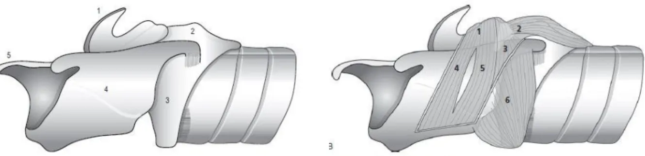 Figura 1 – (A) Cartilagens da laringe. 1 = Processo corniculado da cartilagem aritenoide, 2 =  Processo muscular da cartilagem aritenoide, 3 = Cartilagem cricoide, 4 = Cartilagem tiroide, 5 =  Cartilagem epiglótica