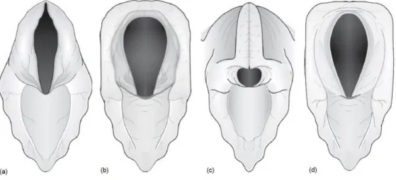Figura  6 – Diagrama da aparência  endoscópica da laringe  em cavalos normais (a) em repouso, (b)  após a oclusão nasal ou a deglutição, (c) durante a fonação, deglutição, tosse ou oclusão nasal bilateral  e (d) durante o exercício físico intenso