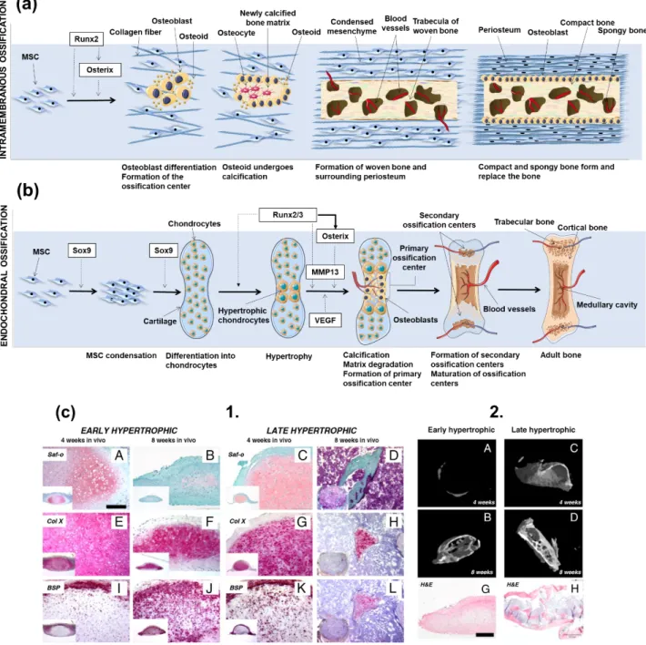 Figure 2. (a) Schematic representation of intramembranous ossification. At an initial stage, MSCs cluster and differentiate into osteoblasts, forming the ossification center