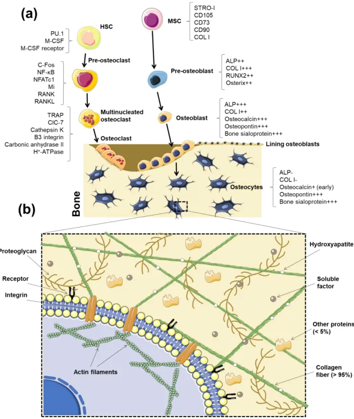 Figure 3. (a)  Schematic representation of the bone cell differentiation process, generating from mesenchymal   and   hematopoietic   stem   cells