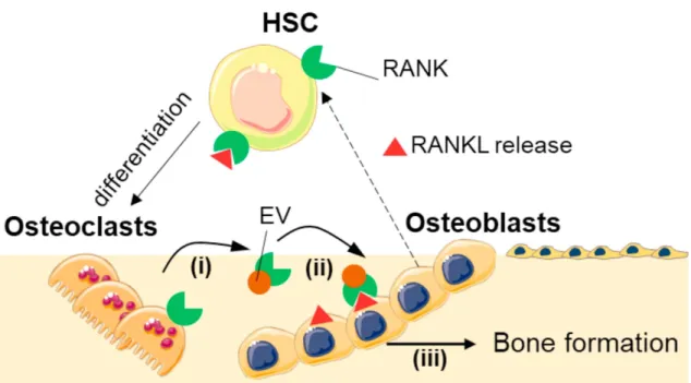 Figure   4.  Representation   of   reciprocal   interactions   between   osteoblasts   and   osteocytes.