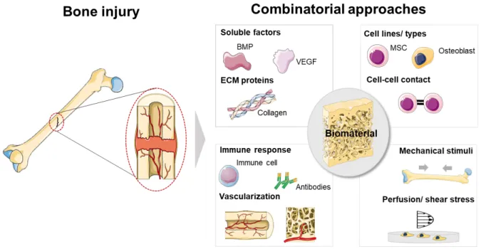 Figure 7. The treatment of bone injuries may benefit from the deconstruction of the native tissue niche and on the application of concepts learnt from basic physiology to the design of efficient regenerative therapies