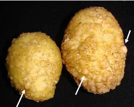 Figure 1. Tubers of potato cv. Bel BRSIPR from plants inoculated with M. javanica presenting protuberances (&#34;popcorn&#34;)  on the pell surface.