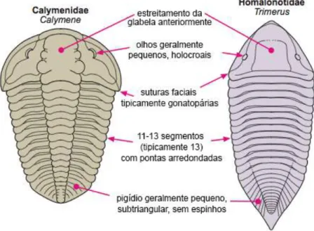 Figura 2.2. Principais características das duas famílias mais representativas de Calymenina: Calymenidae e  Homalonotidae (adaptado de Gon III, 2009)