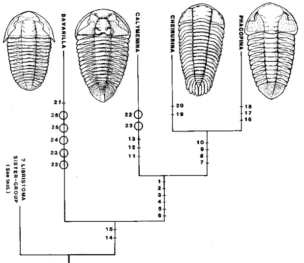 Figura  2.3.  Cladograma  das  relações  das  principais  subordens  de  Phacopida,  com  ênfase  nas  sinapomorfias  consideradas  importantes,  usando  Bavarilla  como  grupo-irmão  dos  Phacopida  “superiores”;  os  caracteres  plesiomórficos  conservad