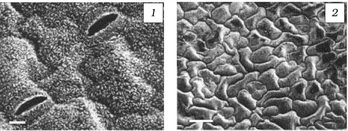 Figura 4 – Superfície foliar da face abaxial (1) e da adaxial (2) de Ageratum conyzoides