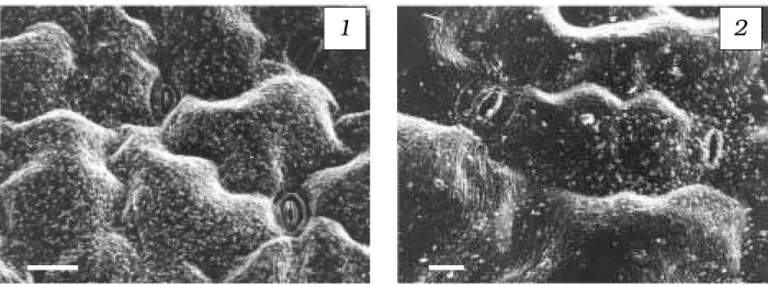Figura 5 – Superfície foliar da face abaxial (1) e da adaxial (2) de Sonchus asper. (Barra 1 = 100 µm e Barra 2 = 10 µm).