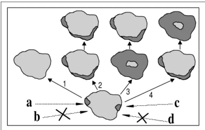 Figura 1  - Algumas possibilidades para a seqüência da colonização de ecossistemas aquáticos por macrófitas aquáticas