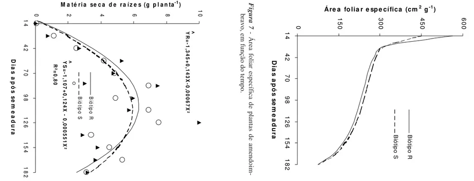 Figura 7  - Área foliar específica de plantas de amendoim-bravo, em função do tempo.