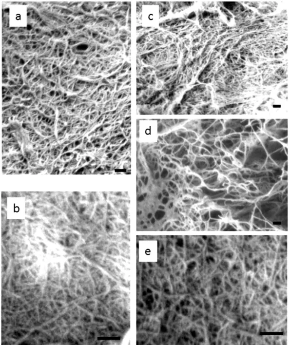 Figura 3 – Fotomicrografia SEM de nano-fibras de quitina 1  (Shinsuke, et al., 2011) - (a) Pleurotus (b)  Agaricus Bisporus (c) Lentinula Edodes (d) Grifola Frondosa  