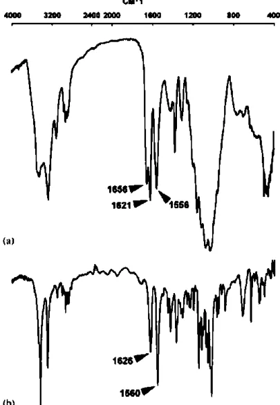 Figura 7 - Espectro FTIR de quitina: (a) quitina-α; (b) quitina-β (Rinaudo, 2006) 