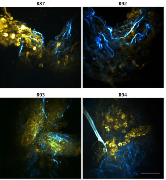 Figure 2.2: Alginate encapsulated tissue microstructures maintained  cell  populations  and  contain  proliferating  cells