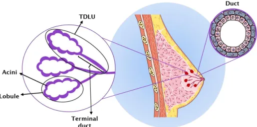 Figure 1.1: Schematic of segment of breast lobe showing the  TDLU, lobules, acini and the duct system  2,3 