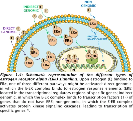 Figure  1.4:  Schematic  representation  of  the  different  types  of  estrogen receptor alpha (ERα) signaling