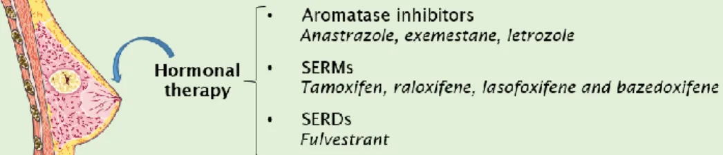 Figure  1.5:  Types  of  breast  cancer  hormonal  therapy.  BC  endocrine  therapies  include  3  different  categories  of  molecules:  aromatase  inhibitors, which inhibit the production of estrogen from androgens; the  selective ER modulators  (SERMs) 