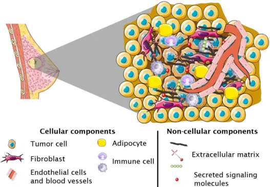 Figure  1.6:  Breast  cancer  tumor  microenvironment  contains  tumor  cells and other cellular and non-cellular components