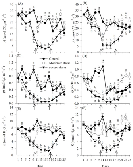 Figure  3. Net photosynthesis (A), stomatal conductance (gs) and transpiration (E) of cowpea subjected to water stress and  rehydration in conventional tillage (A, C, E) and no-tillage (B, D, F) systems