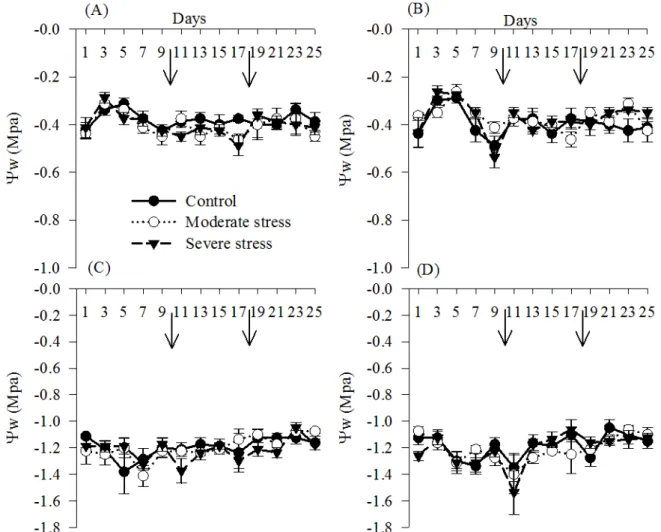 Figure  5.  Leaf  water  potential  (Yw)  at  pre - dawn  (A,  B)  and  noon  (C,  D)  of  cowpea  subjected  to  water  stress  and  rehydration in conventional (A, C) and no - tillage (B, D) systems