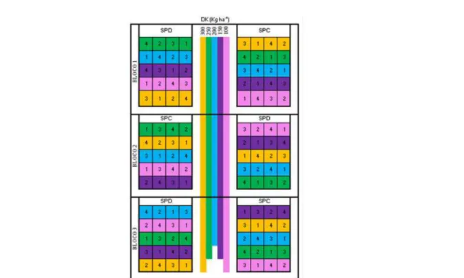 Figure  1.  Layout  of  the  experimental  plots  [(Potassium  rates  (KR)],  sub-plots  [no-till  system  (NTS)  and  conventional  tillage system (CTS)] and sub - sub - plots [cultivars 1 (BRS - 371), 2 (BRS - 372), 3 (BRS - 286) and 4 (BRS - 201)].